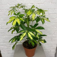 Schefflera houseplant