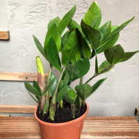 Бөлме өсімдігі Zamioculcas 1